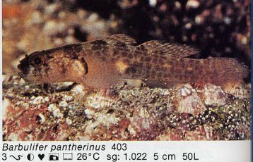 Barbulifer pantherinus